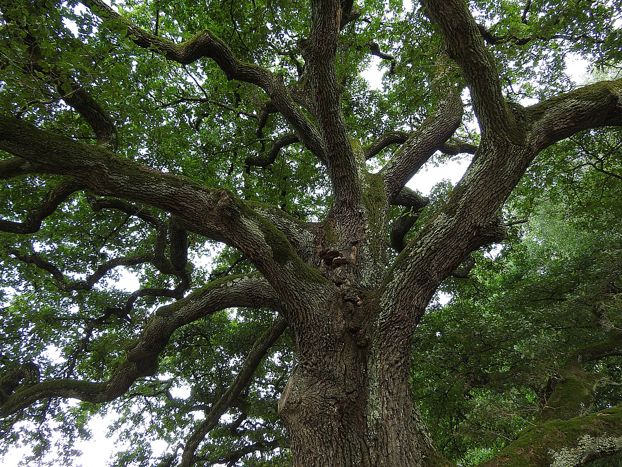 tree, oak, old oak